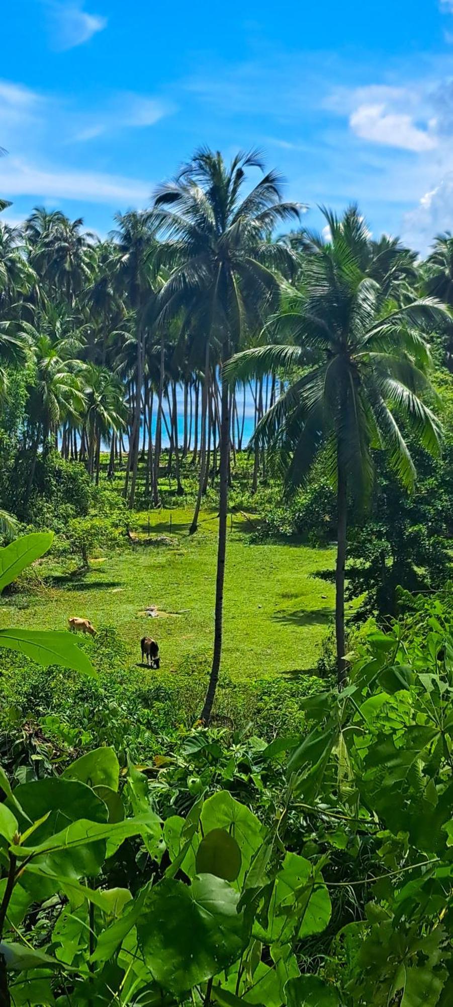 The View - Jungle Lodges - Port Barton San Vicente  Exterior foto